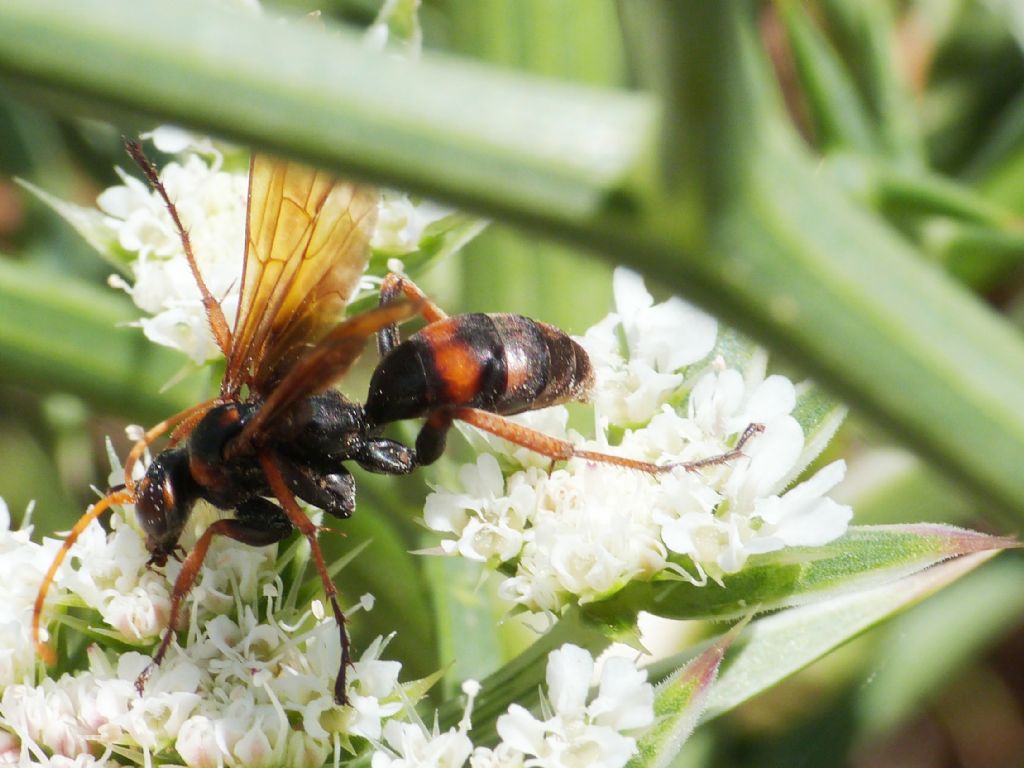 Pompilidae; enorme Cryptocheilus: C. rubellus